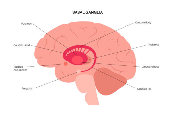 Basal ganglia anatomy Basal ganglia and limbic system concept. Human brain anatomy. Cerebral cortex and cerebellum medical poster flat vector illustration for clinic or education. caudate stock illustrations