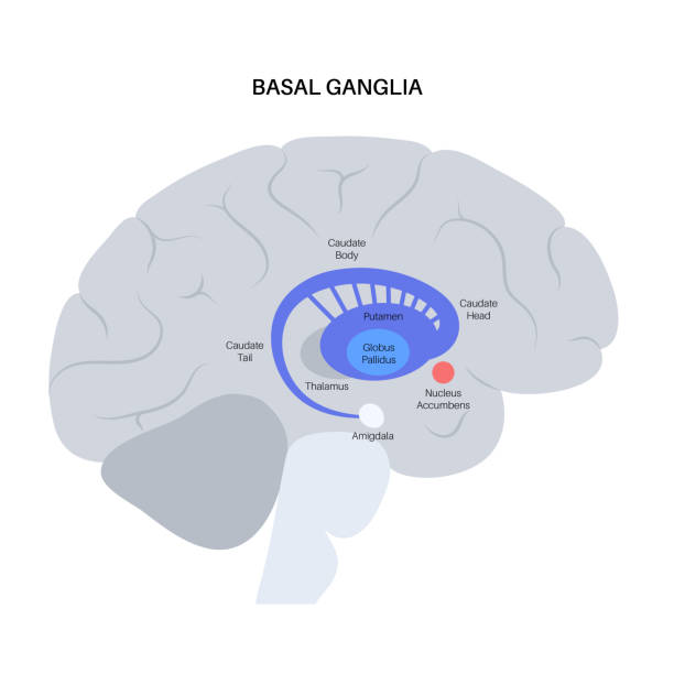 Basal ganglia anatomy Basal ganglia and limbic system concept. Human brain anatomy. Cerebral cortex and cerebellum medical poster flat vector illustration for clinic or education. caudate stock illustrations