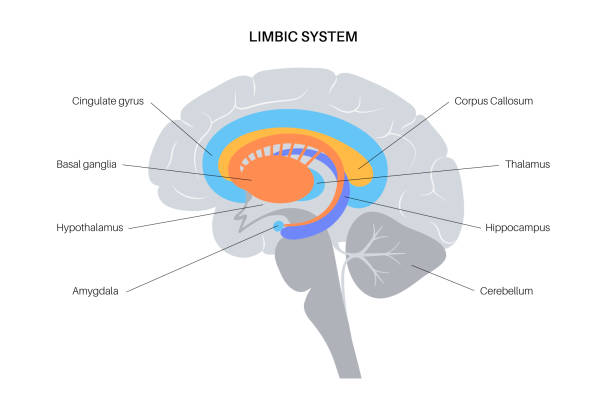 Brain limbic system vector art illustration