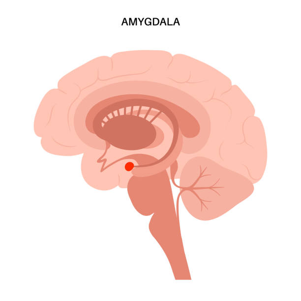 Brain amygdala anatomy Amygdala and limbic system concept. Human brain anatomy. Cerebral cortex and cerebrum medical poster flat vector illustration for clinic or education. thalamus illustrations stock illustrations