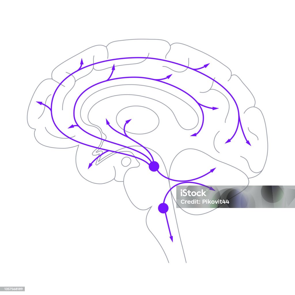 Serotonin Pathway In Brain Stock Illustration Biology Diagrams