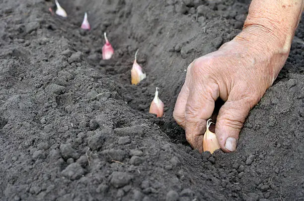 .Senior woman planting garlic in the vegetable garden