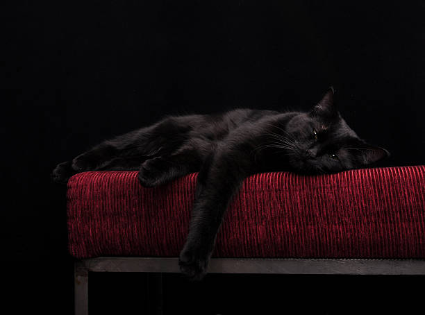 sleeping black cat stock photo