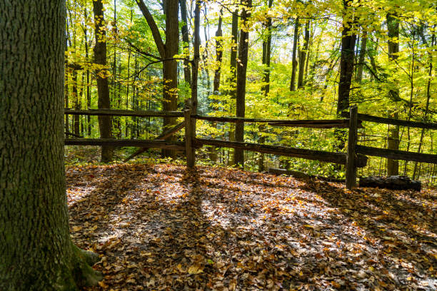 foglie multicolore nel kortright centre conservation at autumn, woodbridge, vaughan, canada - betula papyrifera foto e immagini stock