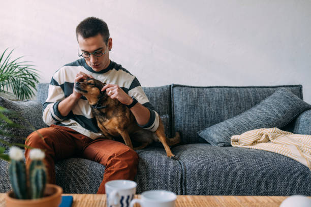 istock A Happy Male Playing With His Dog On The Sofa 1357572781