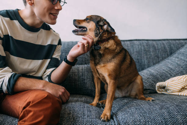 istock A Cute Doggy Enjoying Cuddling With His Owner On The Sofa 1357572785