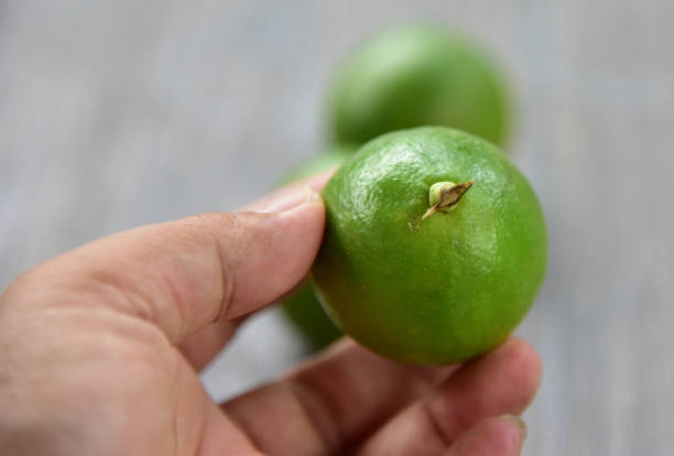 istock Citrus aurantiifolia, The Key lime 1357583201