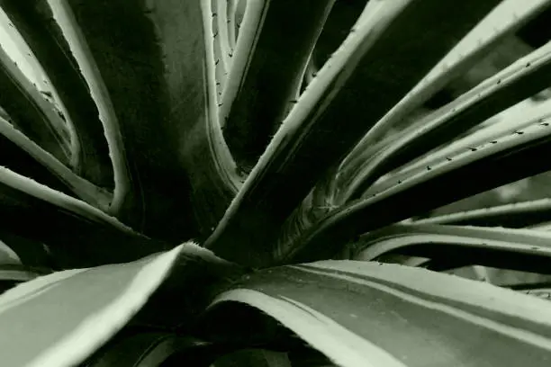 Photo of Abstract monochrome cactus leaves , Howrah, West Bengal, India