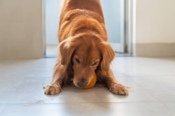 istock Golden Retriever biting a toy ball 1357588793