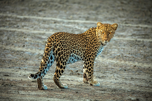 Leopard in Masai Mara National Reserve, Tanzania