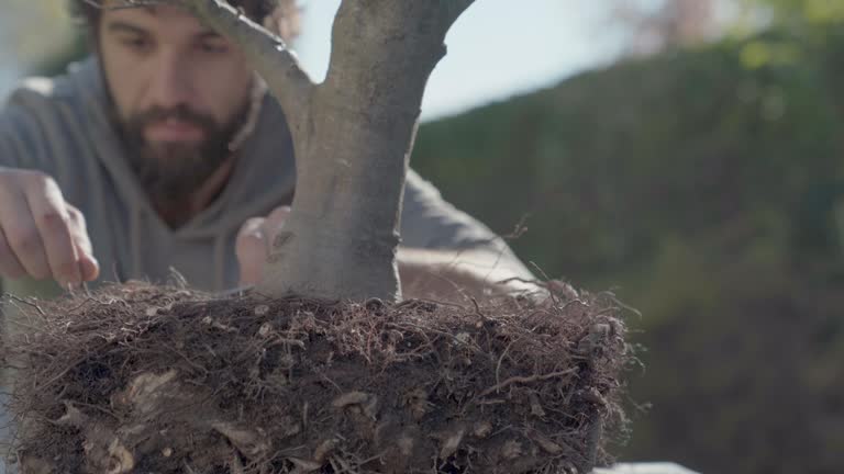 Young man pruning old bonsai roots with shears, working in the backyard in sunny day, home gardening, bonsai and plants care concepts. Spring garden work