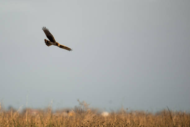 istock Northern harrier hawk flying over wetlands hunting for prey 1357593785