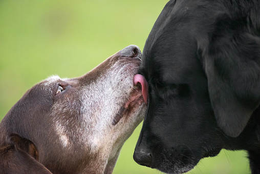 Old senior Chocolate Labrador licking younger Black Labrador retriever