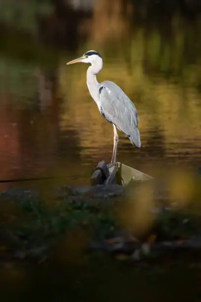 A Shallow focus of a gray heron on a green blurred nature lake background