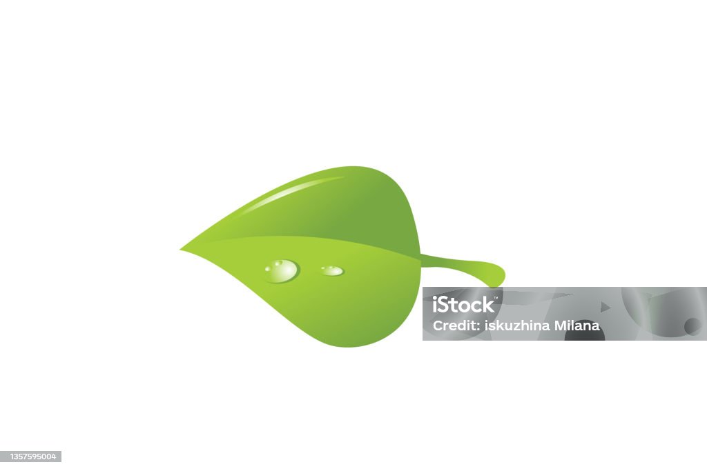 Leaf Object Vector Realistic Vector Leaf Stock Illustration - Download Image Now - Leaf ...