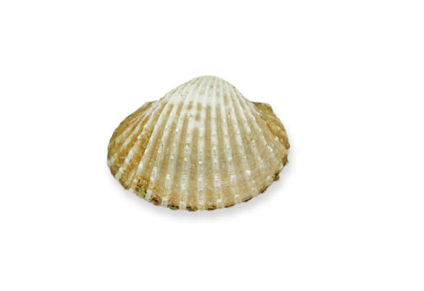 istock cockles seafood, cockleshell on white background 1357596337