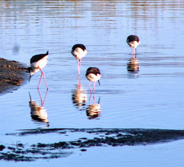 istock Migratory Birds in Bayshore, California 1357597488