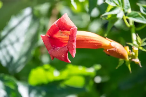 Red flowers of Campsis grandiflora in blossoming during summer. Campsis grandiflora, commonly known as the Chinese trumpet vine