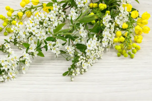 Spring flowering branches of gray spirea and yellow mahonia on a wooden light background.