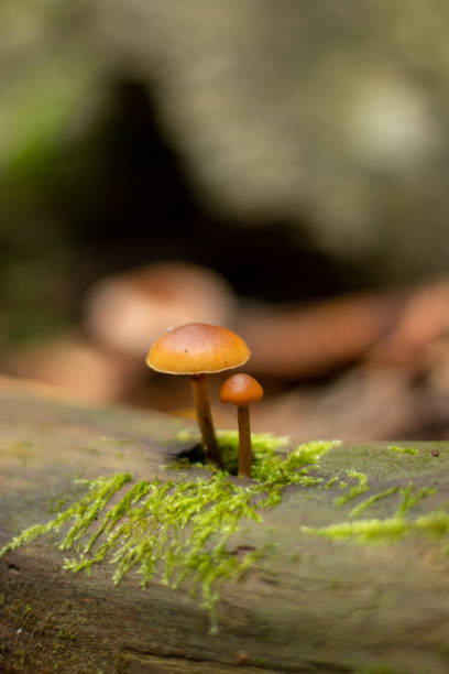 istock Wild forest mushrooms on a log 1357609163