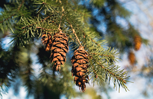 Oregon pine or Columbian pine. An evergreen conifer species in the pine family. Abstract and defocused background. Nature backdrop texture.