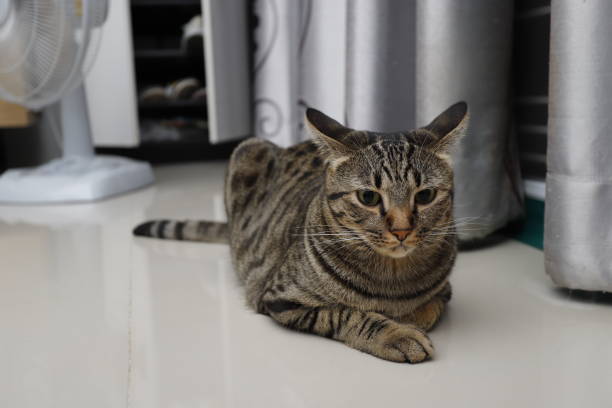 istock Tabby cat sitting at home. 1357618339