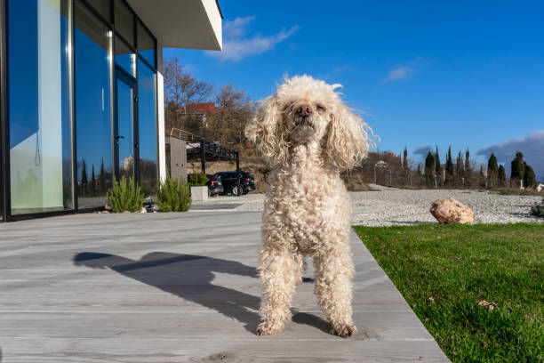 istock Poodle dog standing near the house 1357618444