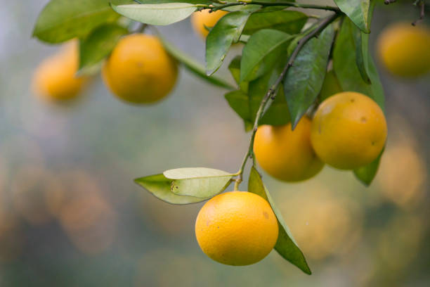 istock Orange trees with fruits. 1357622532
