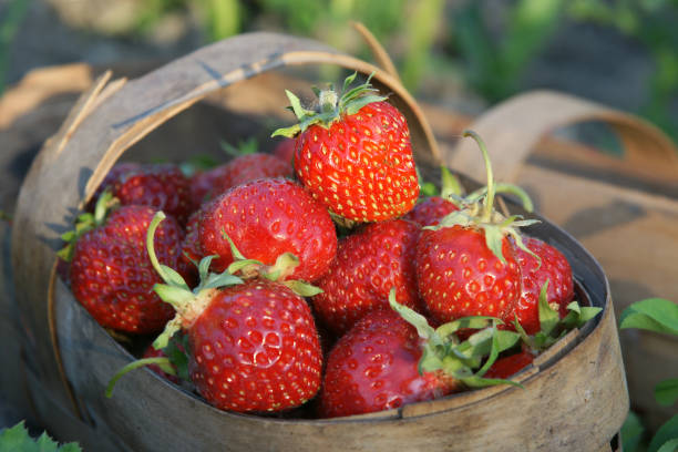 istock Garden basket with collected strawberries. 1357622691