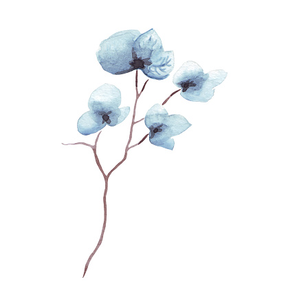 Blue flowers. Watercolor illustration. Hand painted