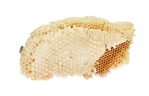 istock fresh honeycomb with honeybee on white background 1357627147