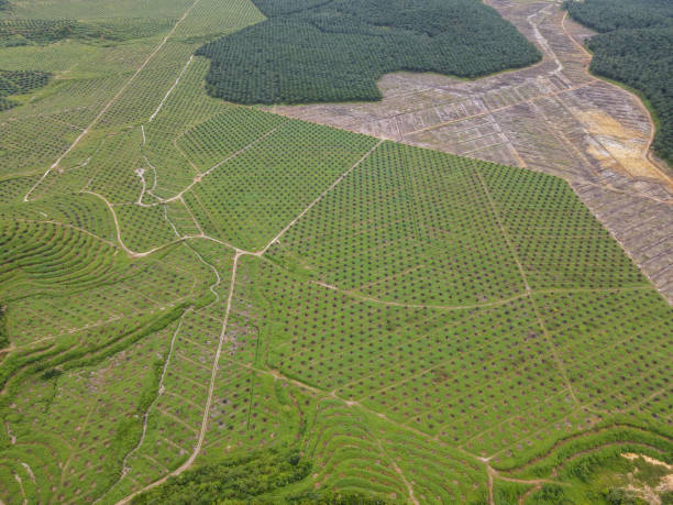istock Aerial view look down oil palm farm is cleared 1357627928