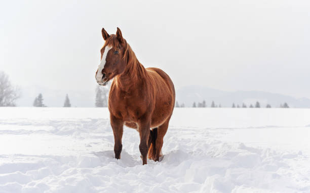 istock Dark brown horse wades on snow covered field, blurred trees in background, space for text left side 1357628059