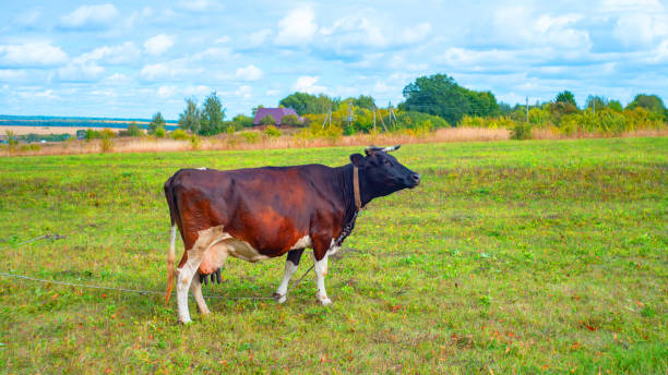 istock A cow grazing on the pasture during daytime 1357631114