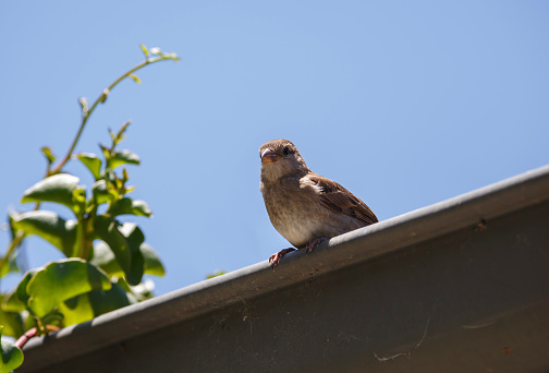 Female sparrow perched on the roof next to a plant against a blue sky