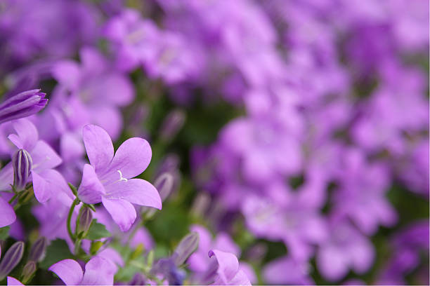 Fleurs violettes sur Loch Lomond - Photo