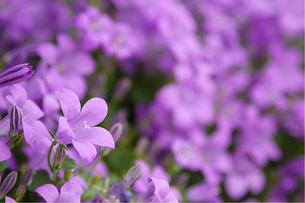 istock Purple Flowers at Loch Lomond 135763293