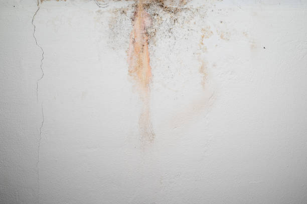 istock Mold on white background, fungus on white background, bacteria on white surface, Mold growth on white surface 1357633358