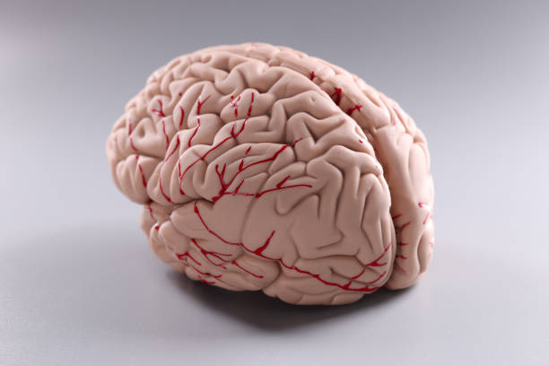 Artificial plastic model of human brain on gray background. Neurology concept