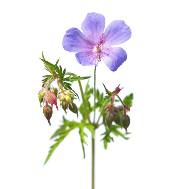 blue flower of meadow cranesbill or meadow geranium, geranium pratense - geranium pratense imagens e fotografias de stock