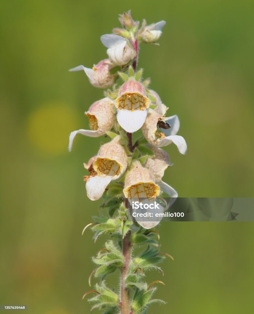 Blooming plant of Woolly foxglove or Grecian foxglove. Digitalis lanata Blooming plant of Woolly foxglove or Grecian foxglove plant. Digitalis lanata Agricultural Field Stock Photo