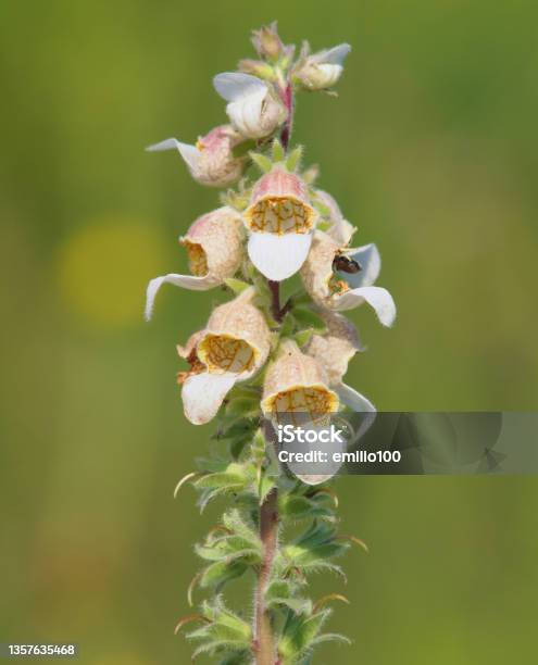 Blooming Plant Of Woolly Foxglove Or Grecian Foxglove Digitalis Lanata Stock Photo - Download Image Now