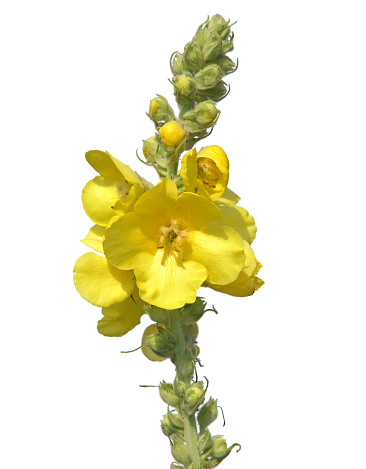 Yellow flower of denseflower mullein plant isolated on white, Verbascum densiflorum