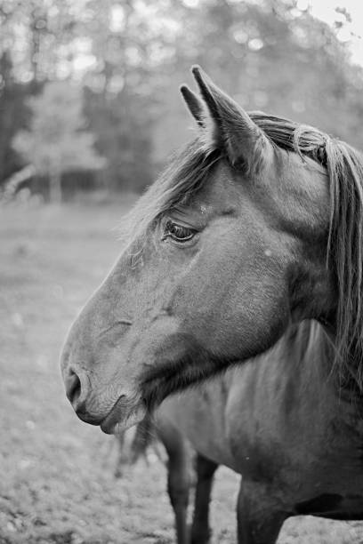 istock Horse portrait in Black and White 1357635636