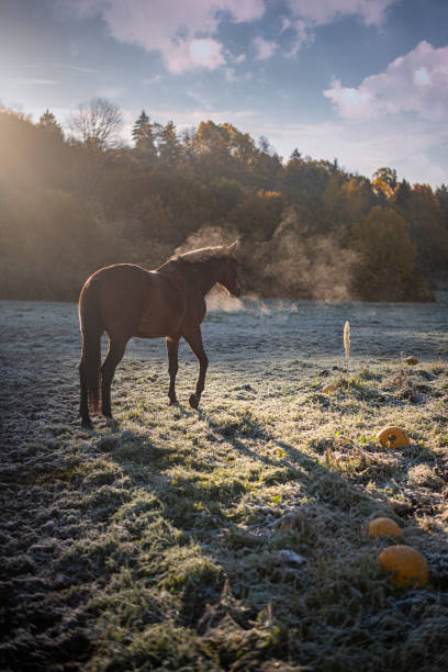 Horse standing on frosty ground after training and is warmer than a weather, he is steaming and relaxing