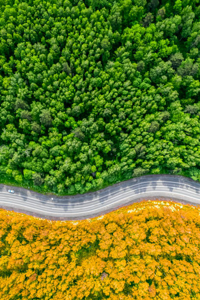 yellow autumn and green summer forest separated by a winding road. aerial view from a drone vertical photo concept background stock photo