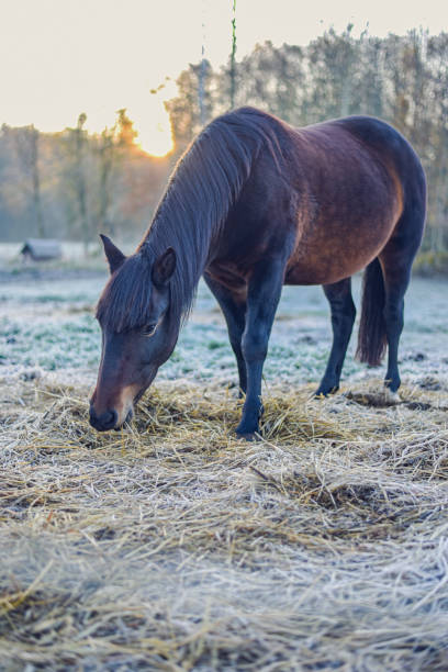 istock pony eating hay on frosty morning 1357637172