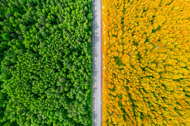 a forest divided by a road in half, background top view change of seasons summer autumn bright concept stock photo