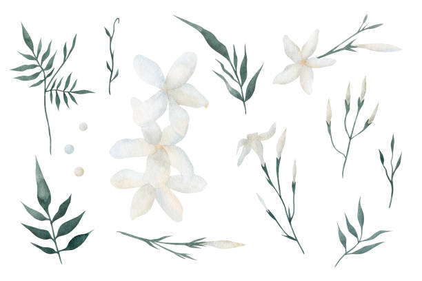 Set of watercolor jasmine flowers. Set of watercolor jasmine flowers hand painted illustration isolated on a white background. Floral elements for greeting cards and invitations. winter jasmine stock illustrations