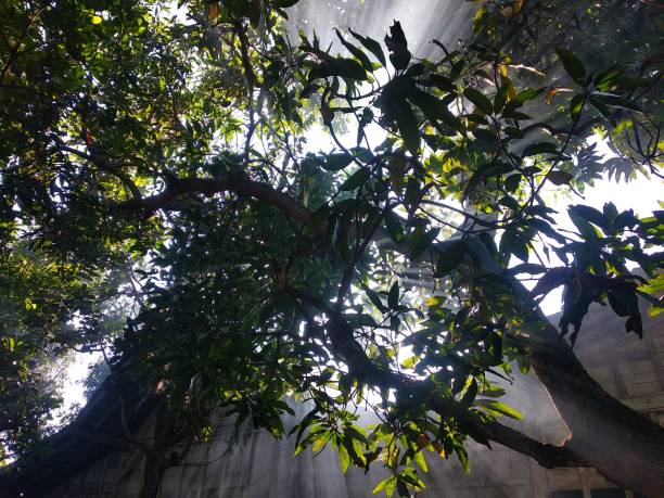 istock ray of light passing through trees and leaves photo 1357637726